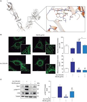 Metabolic Syndrome and Antipsychotics: The Role of Mitochondrial Fission/Fusion Imbalance